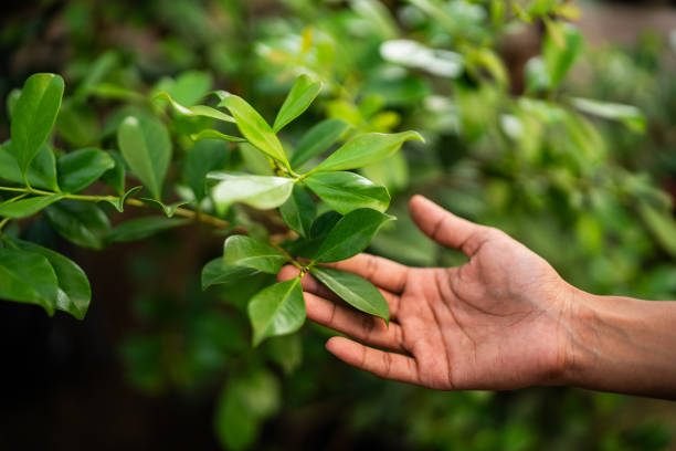 Trusted Somerset, MD Tree Removal Experts