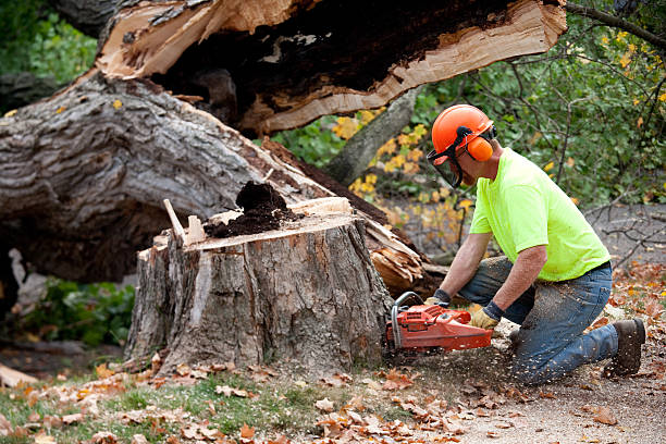 How Our Tree Care Process Works  in  Somerset, MD